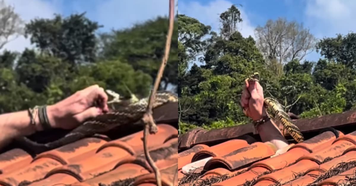 Biólogo leva mordida durante resgate em SC de cobra mais ágil do Brasil: “ela me grampeou!”
