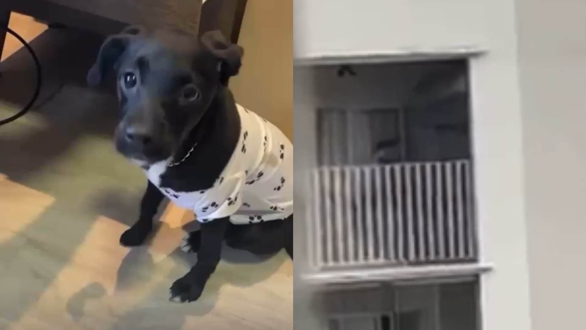 Homem é preso por agredir cachorrinha em sacada de apartamento em SC