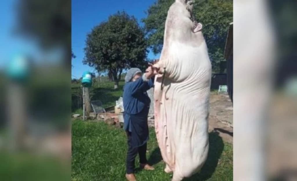 Moradora de Itapema é sobrinha de criador de porco gigante