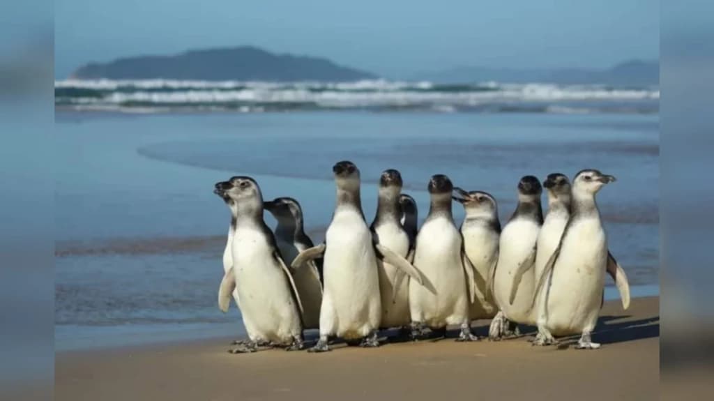 Pinguins frequentam o litoral catarinense em busca de comida