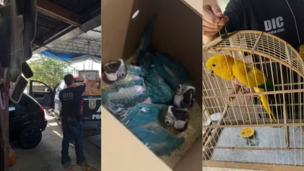 Animais silvestres em extinção são apreendidos em casa de traficantes