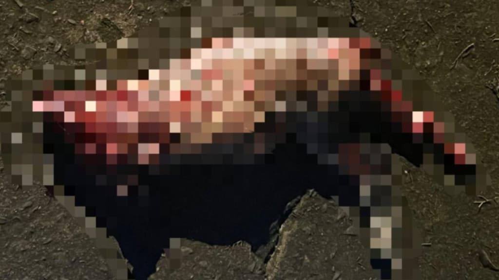 Polícia Civil desvenda caso de gato encontrado morto sem a pele do corpo