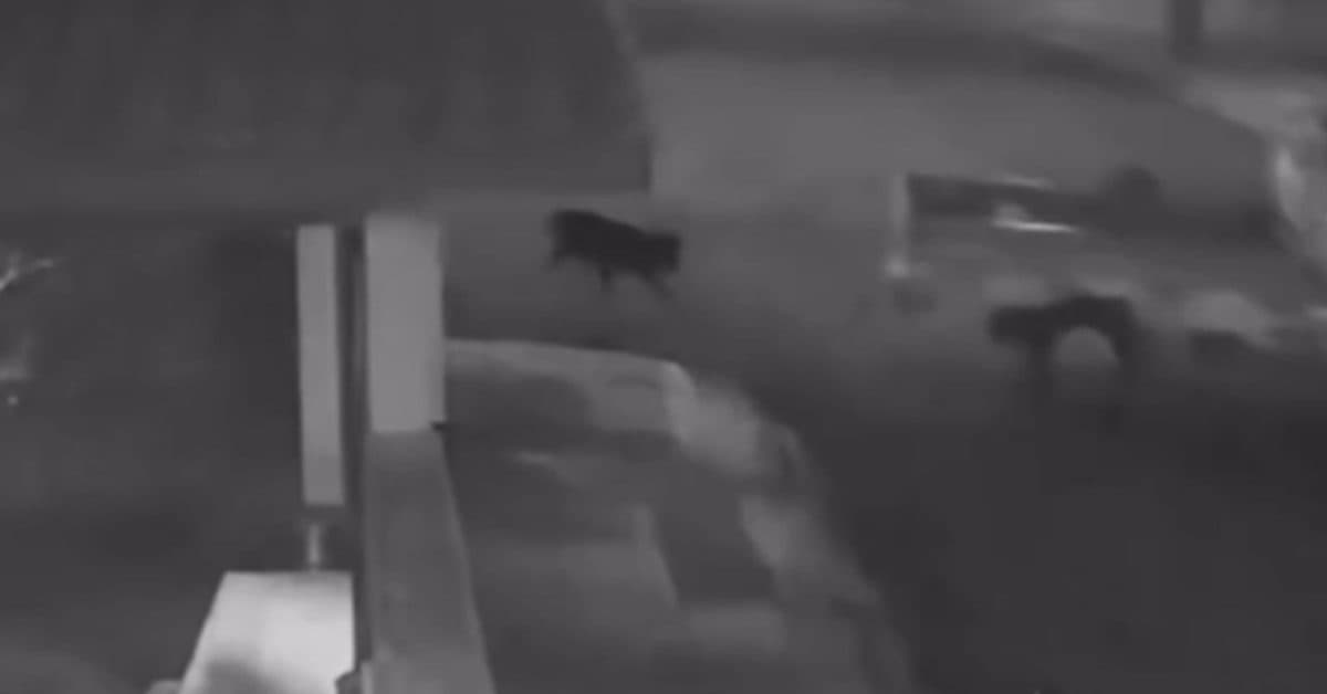 Motorista amarra cachorro em veículo e sai arrastando em rua de cidade catarinense