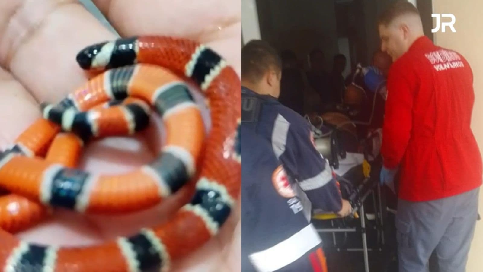 Vigilante de creche é atacada e mata cobra coral no dente em Santa Catarina
