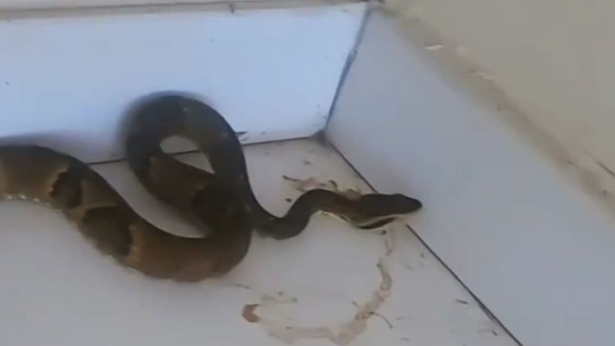 “A cobra era outra”: serpente venenosa é flagrada em motel de SC