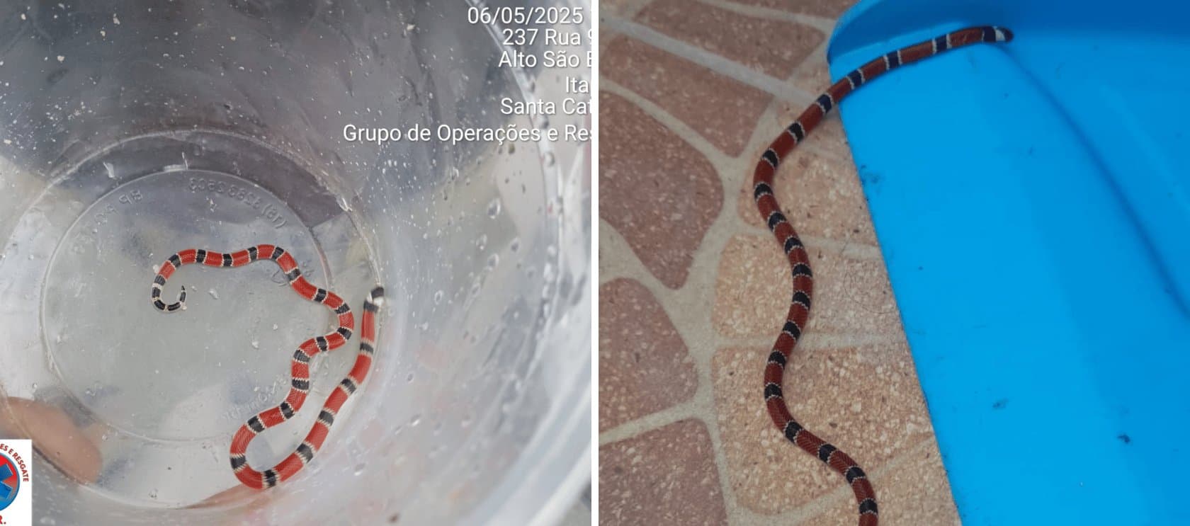 “Foi um baita susto”: moradora encontra cobra venenosa dentro da garagem em Itapema