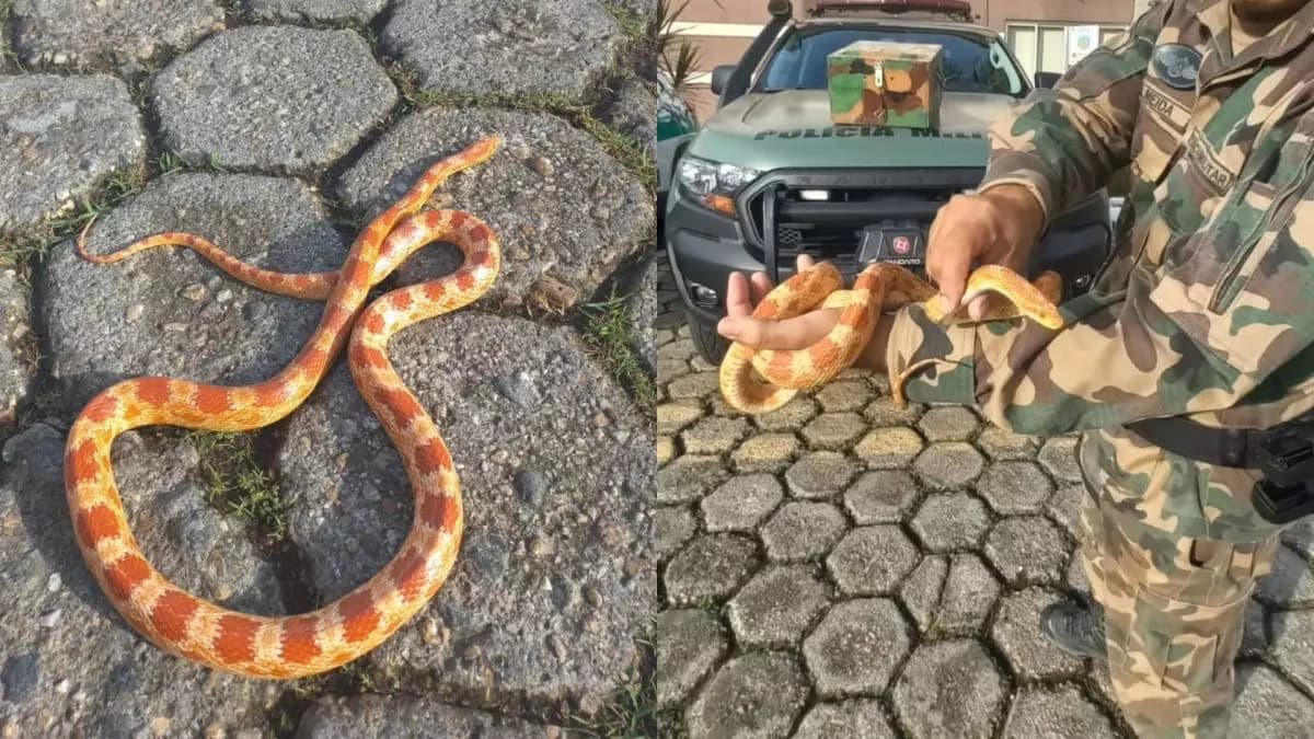 Serpente exótica dos EUA proibida no Brasil é encontrada em quintal de residência em SC