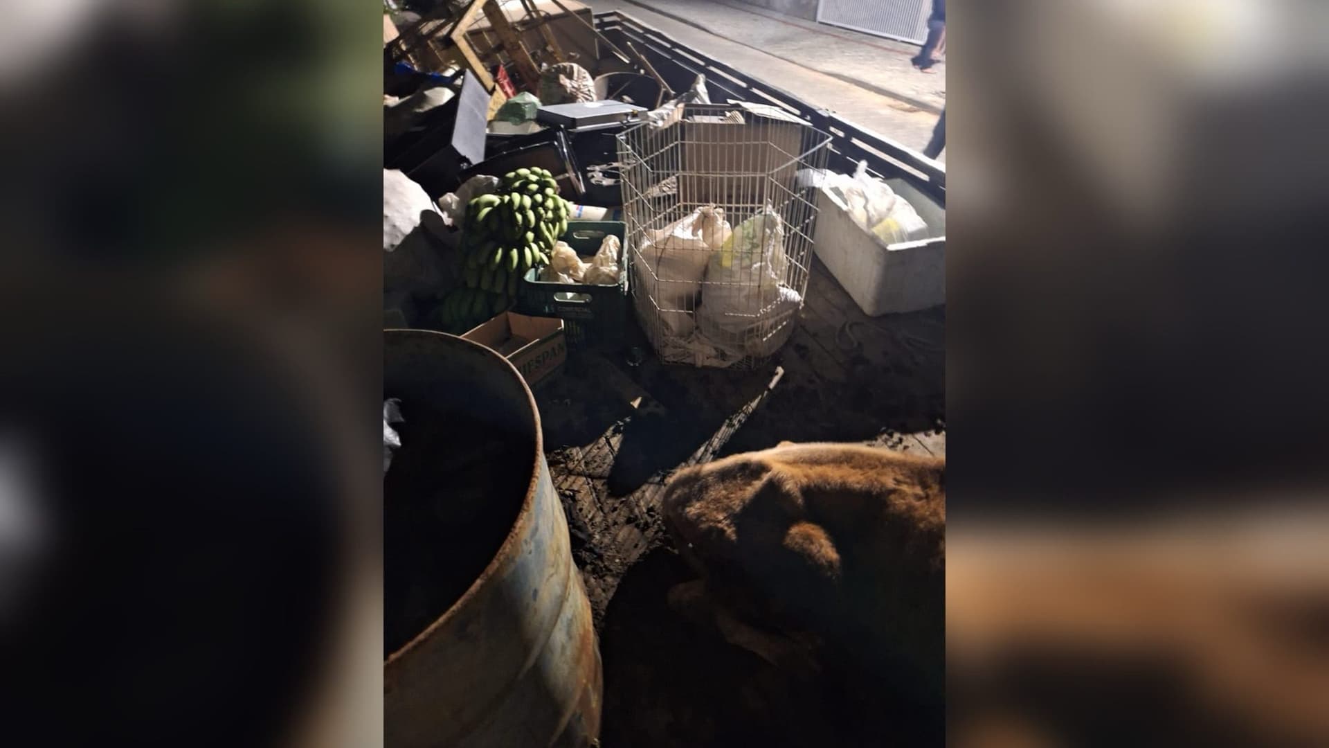 Boi, ovelha, coelhos e galinhas são resgatados em situação de maus-tratos no Vale do Itajaí