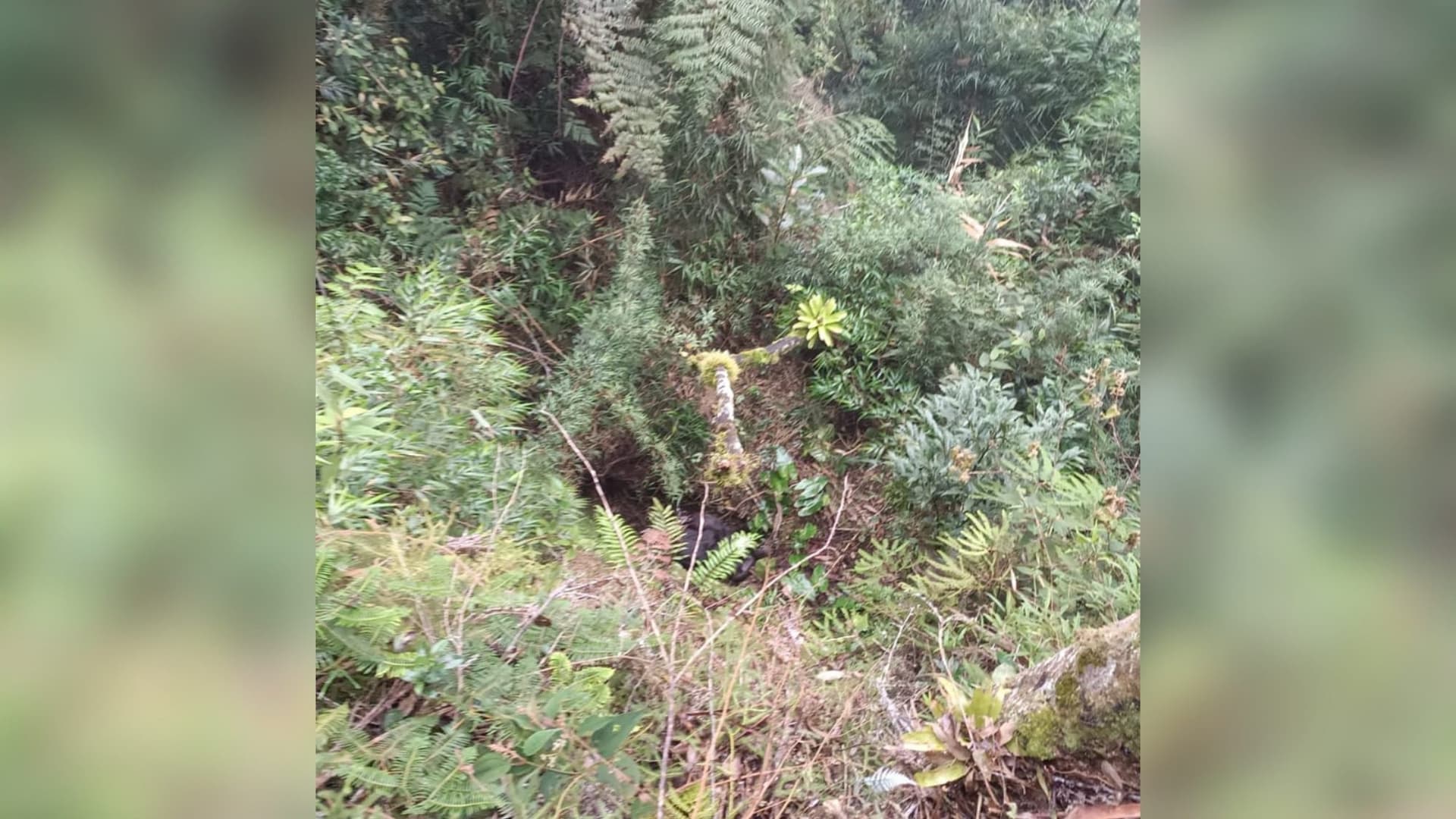 Bezerro recém-nascido é resgatado pelos bombeiros após cair em ribanceira de 15 metros