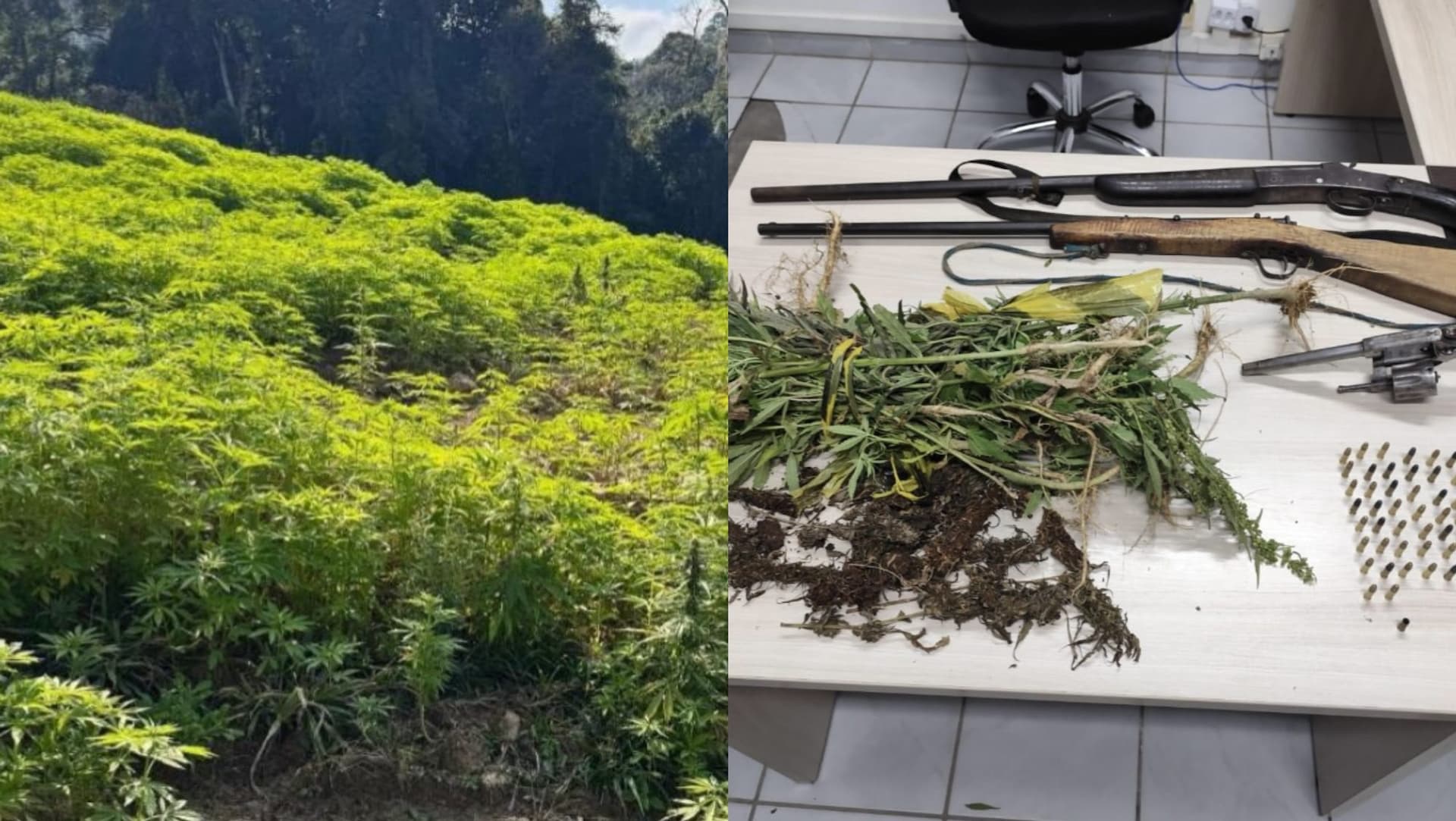 “Floresta do Bob Marley” é encontrada em SC com 138 mil pés de maconha
