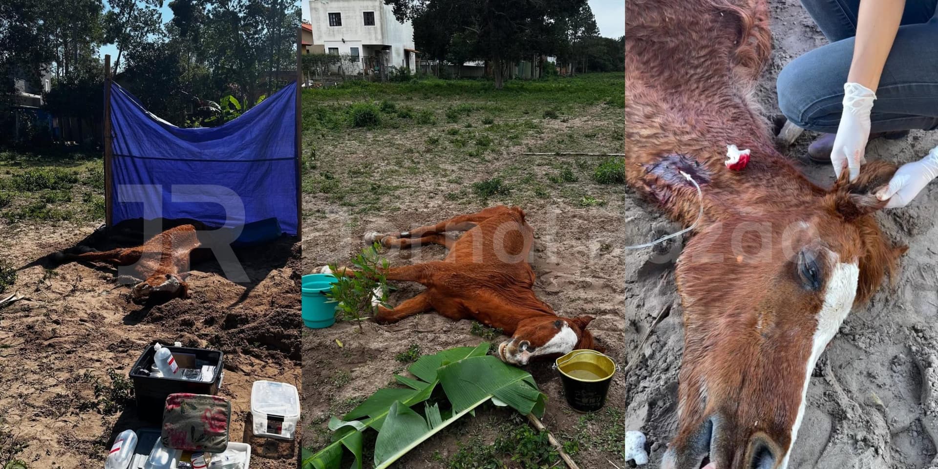 Morre cavalo encontrado agonizando em Florianópolis; tutor foi preso