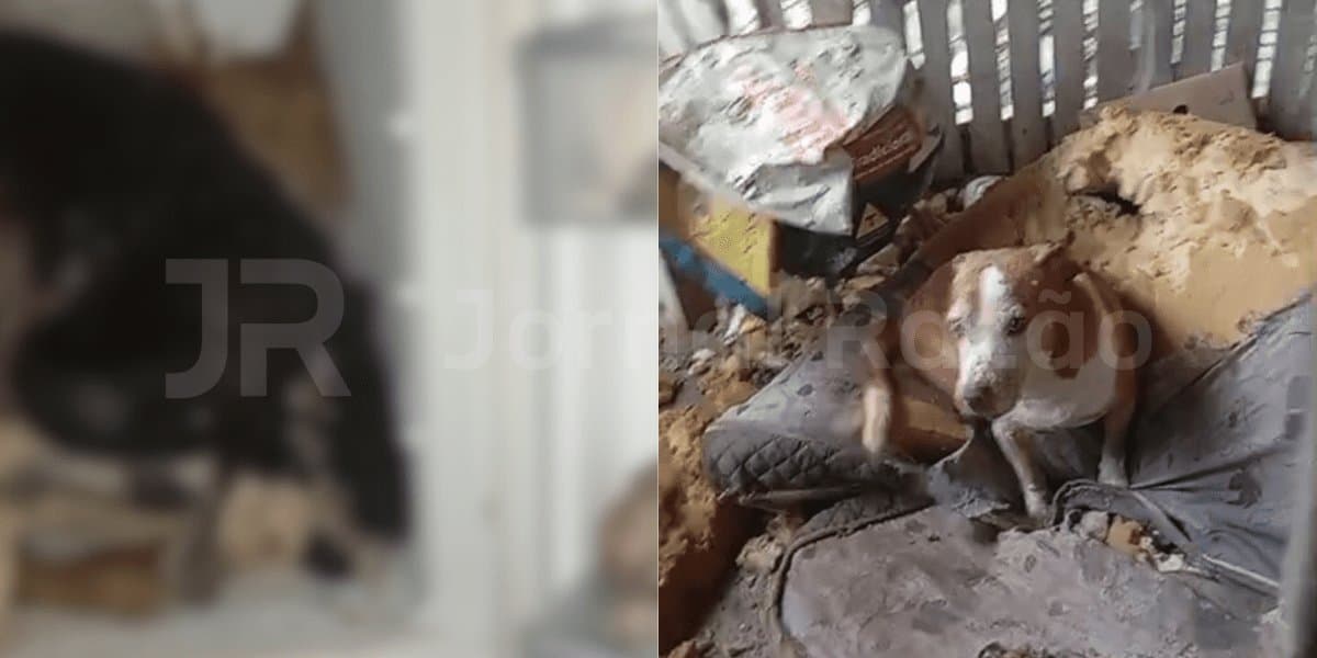 Protetoras abrem freezer em sítio de Biguaçu e encontram cães mortos: “até filhotes”