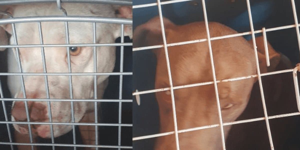 Bombeiros atendem dois ataques de pit bulls em menos de duas horas em Tijucas