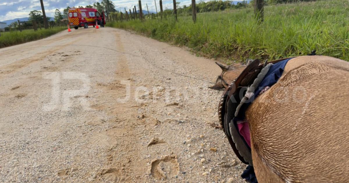 Ciclone em SC: criança escapa, mas cavalo morre eletrocutado no Vale do Rio Tijucas