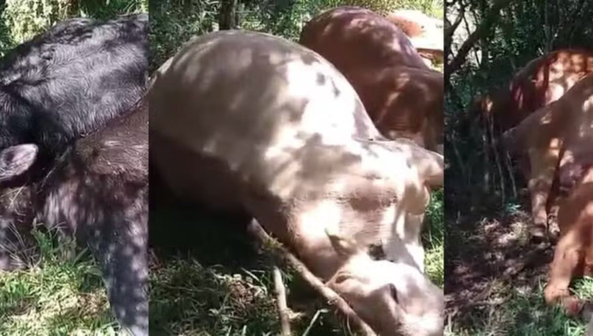 Tragédia no campo: raios atingem rebanho e matam 26 bovinos durante temporal em SC