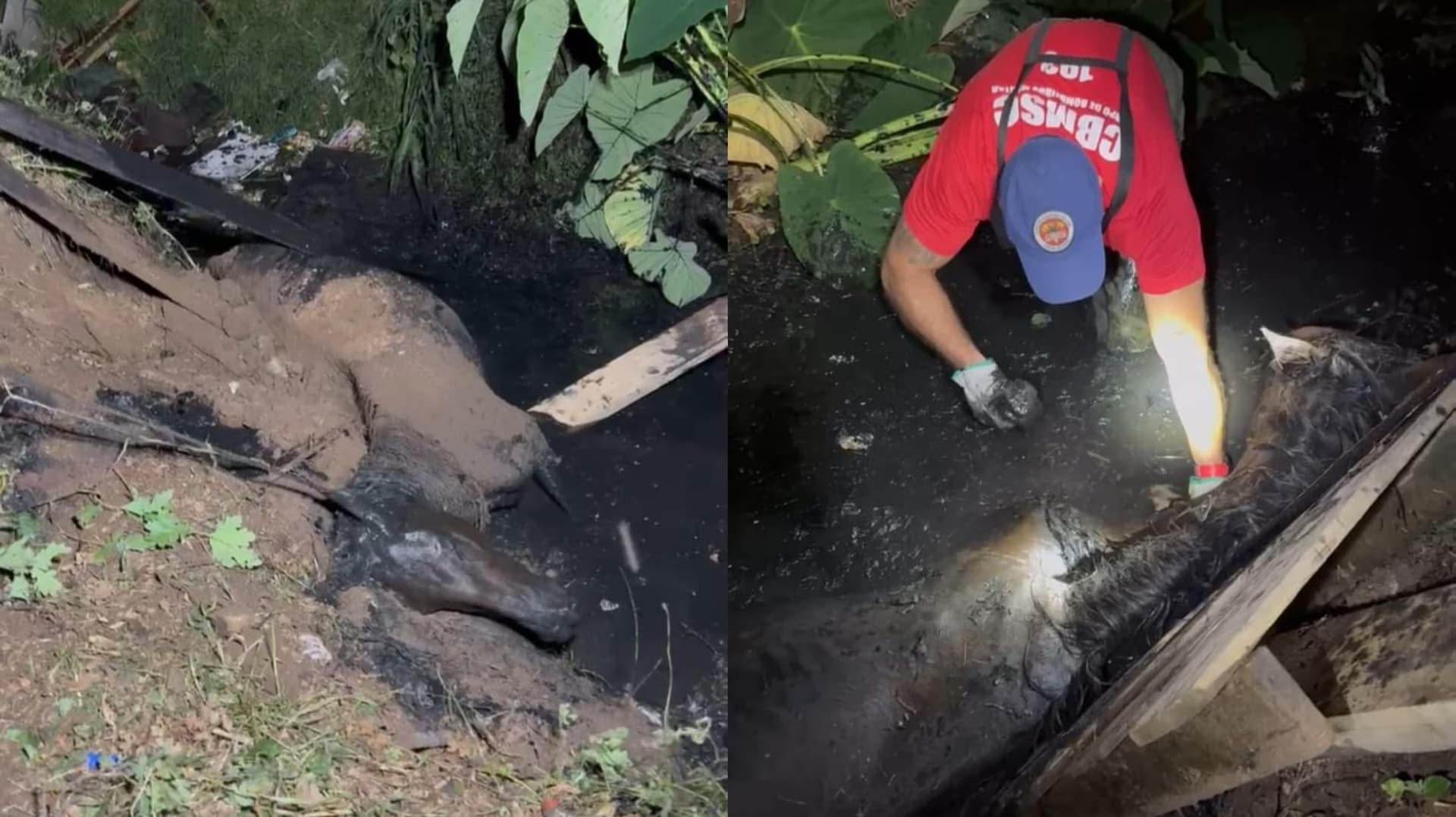 Coberta por lama e esgoto, égua é salva após resgate delicado em córrego de Lages