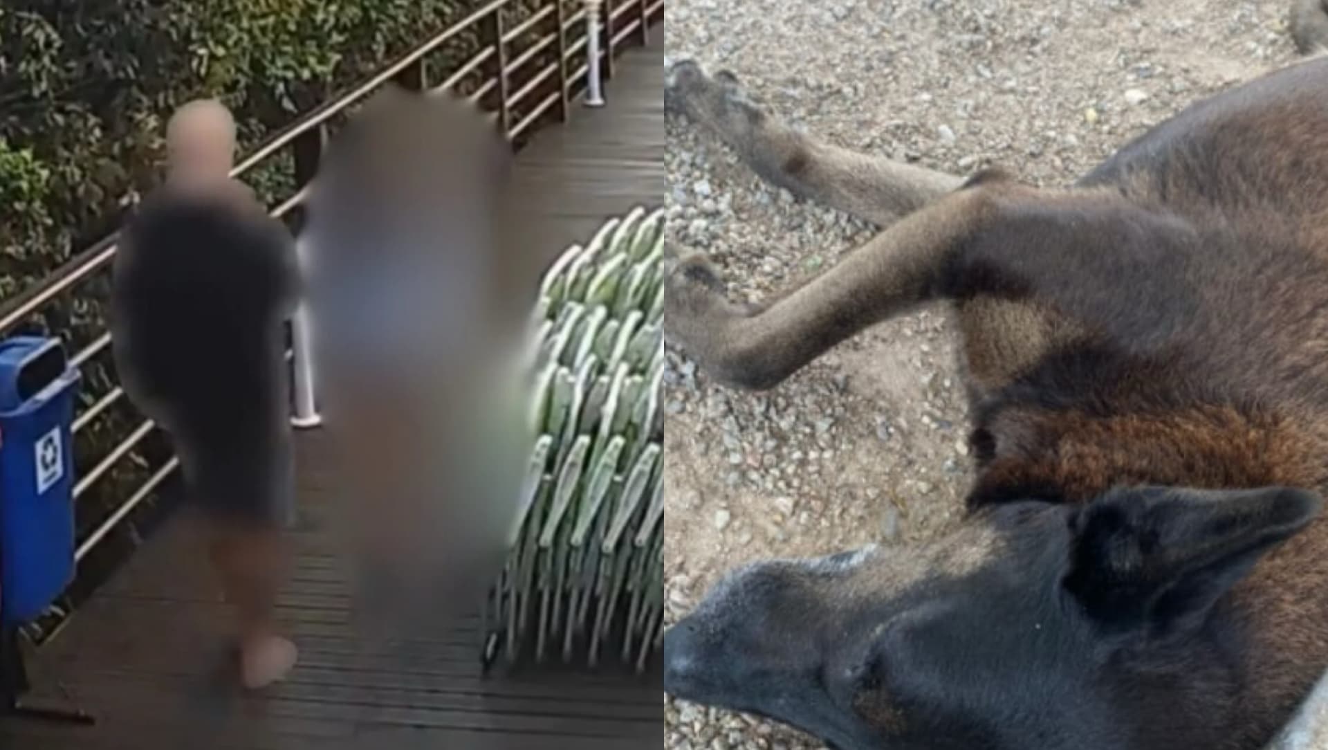 Imagens derrubam versão de adolescente no caso do cão Orelha