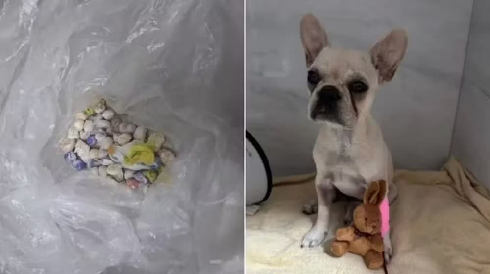 Tutora é solta e usará tornozeleira após filhote de buldogue engolir 55 pedras de crack em SC