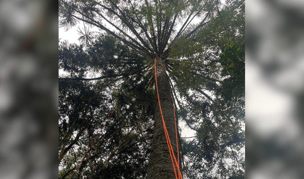Homem sobe em árvore de 15 metros para colher pinhão e precisa ser resgatado pelos bombeiros no interior de SC