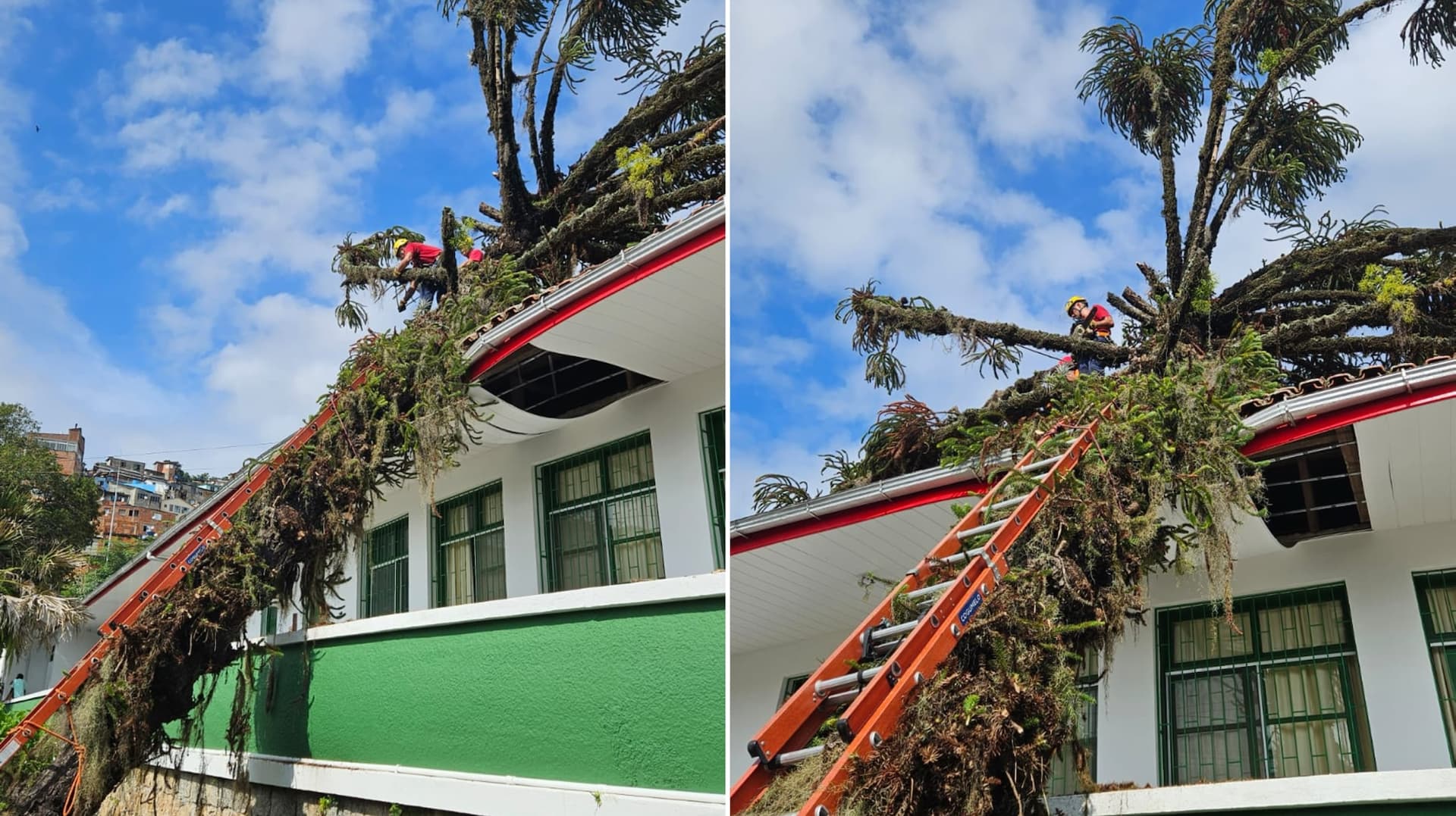 Árvore ameaça estrutura de hospital e mobiliza bombeiros em Florianópolis