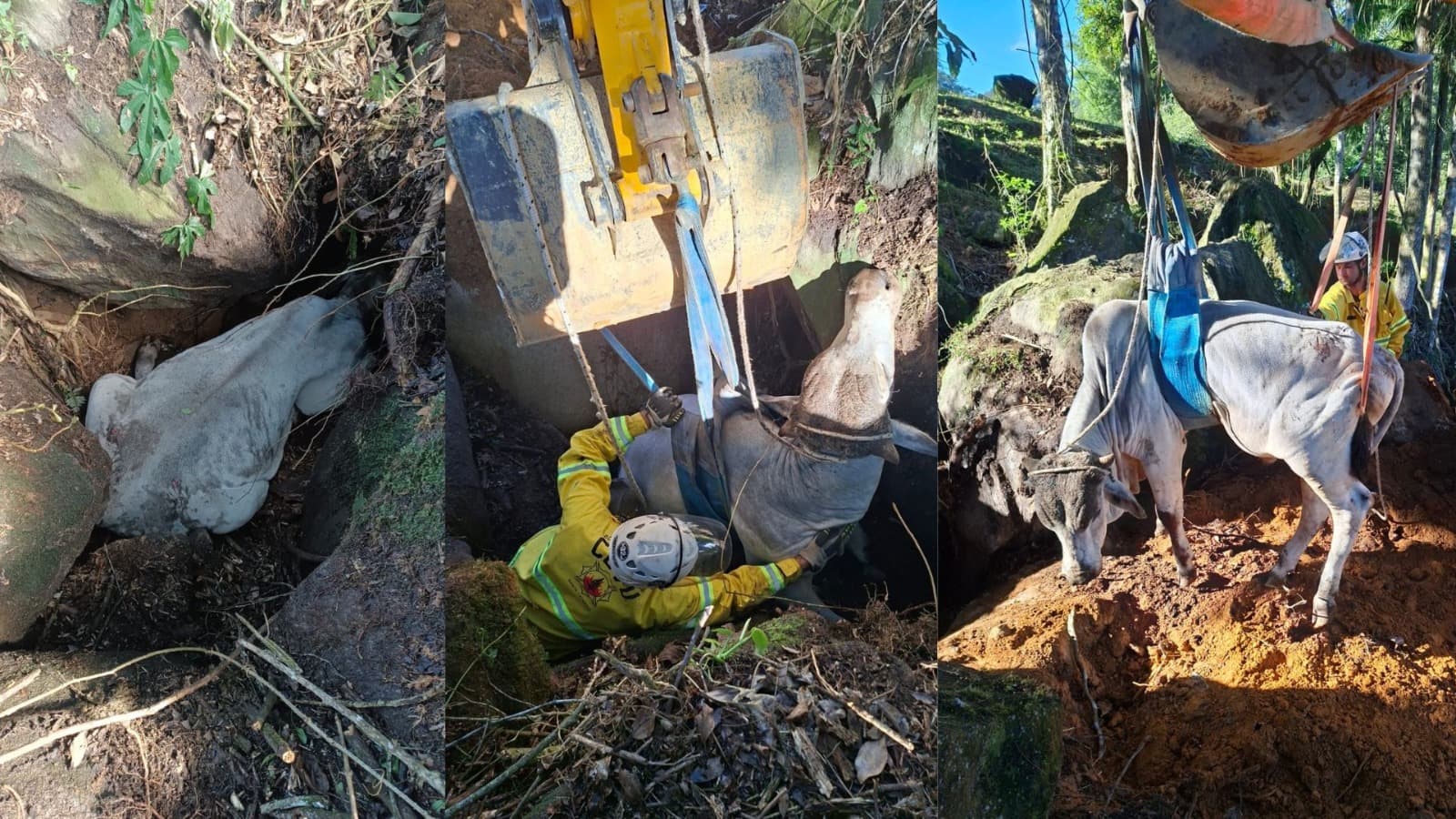 Boi cai em fosso de 3 metros e mobiliza bombeiros, Defesa Civil e até retroescavadeira em SC