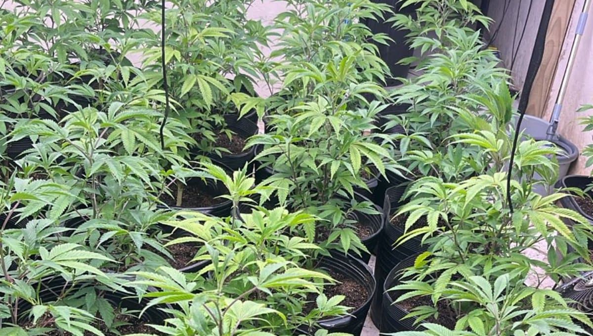 Estufa para produção de maconha é descoberta em Florianópolis