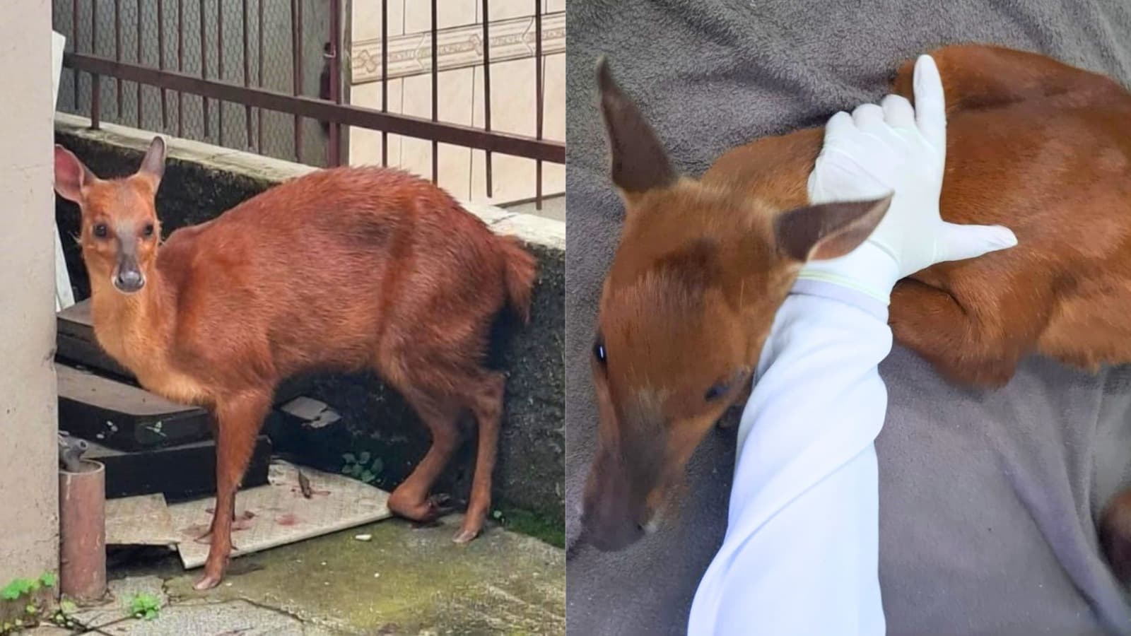 Cervo resgatado, com suspeita de atropelamento em SC, passa por cirurgia e será avaliado para soltura