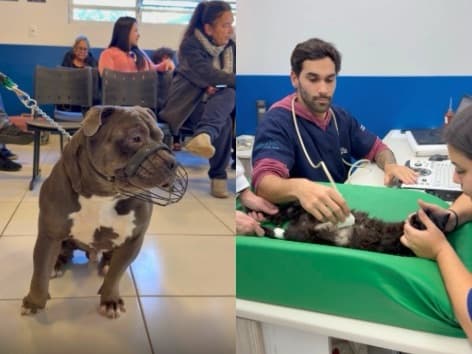 Hospital Veterinário Municipal de Florianópolis oferece cirurgia e internação gratuitas; veja quem tem direito