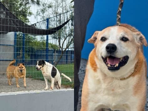 Feira de adoção em Florianópolis abre espaço para cães com leishmaniose com tratamento vitalício garantido
