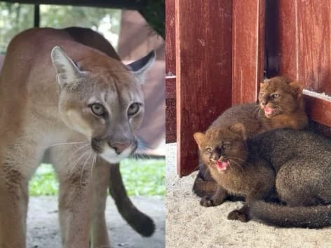 Com 400 animais e 85 espécies, Zoobotânico de Brusque ganha três onças-pardas e dois gatos-mouriscos