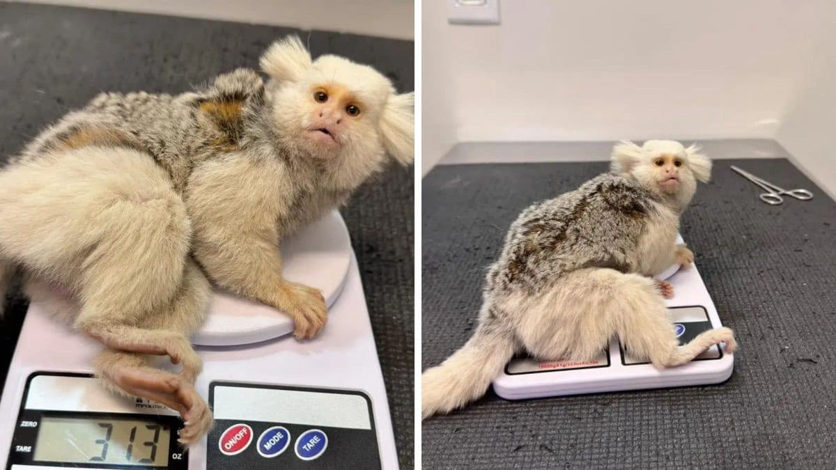 Sagui com leucismo é resgatado após possível atropelamento em SC