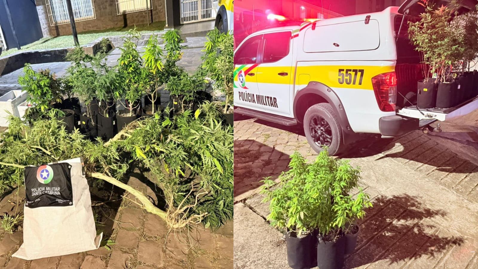 “Deu ruim”: ultrapassagem proibida revela estufa e plantação de maconha na Serra Catarinense