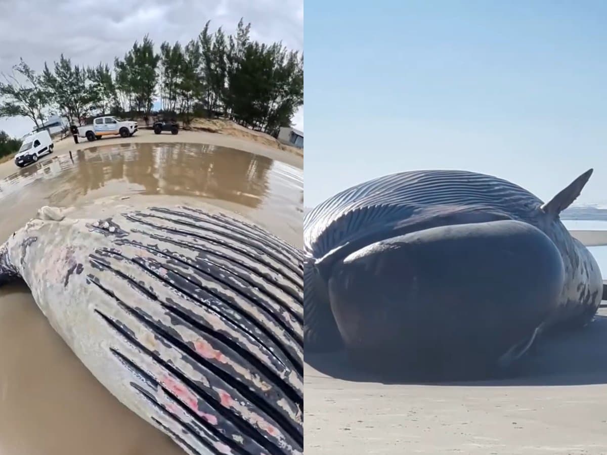 Segunda baleia surge morta em praia de SC em menos de 48h: desta vez uma jubarte jovem