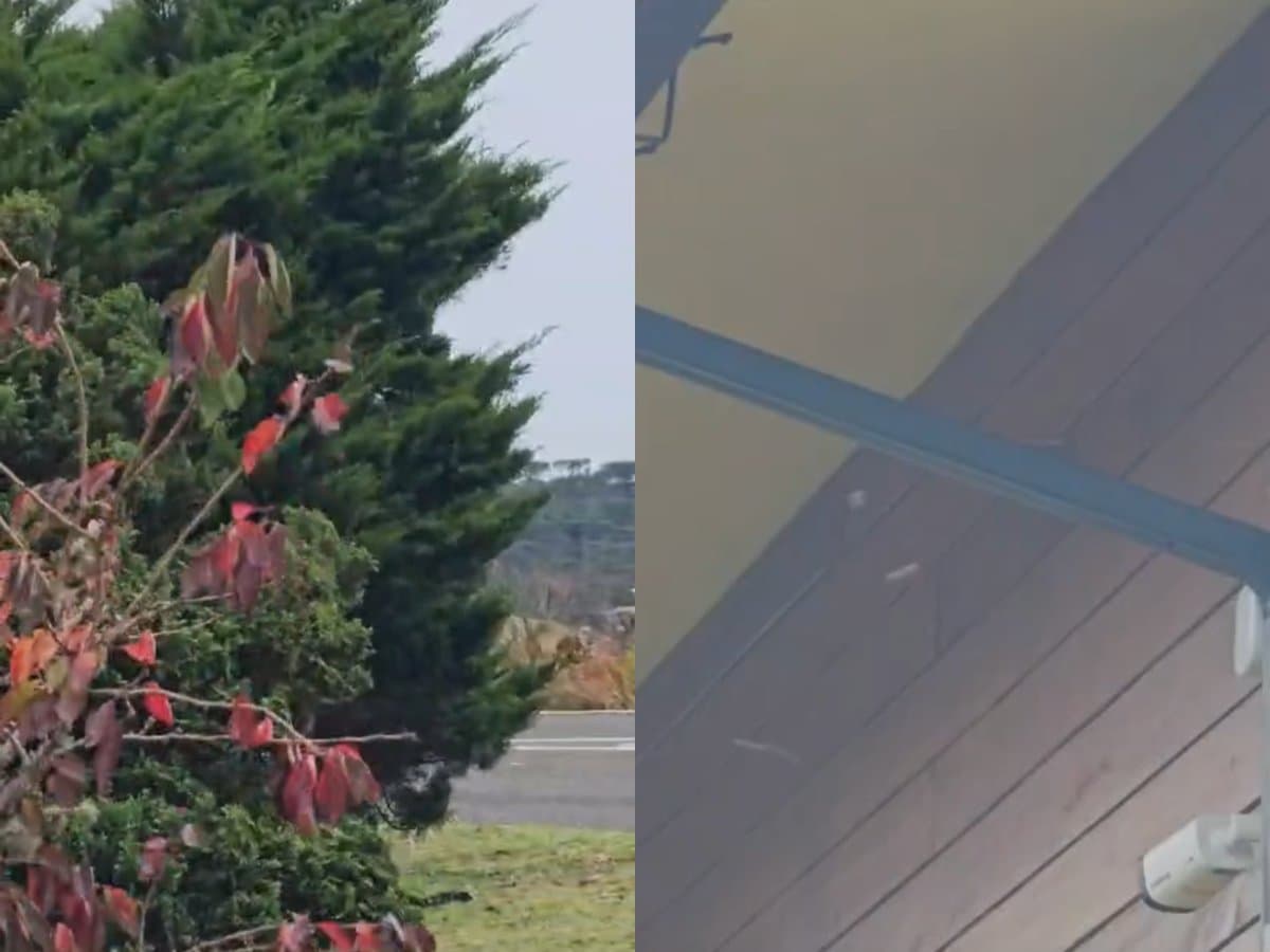 “-1ºC”: Serra Catarinense tem sensação negativa, capuchos de neve e chuva congelada