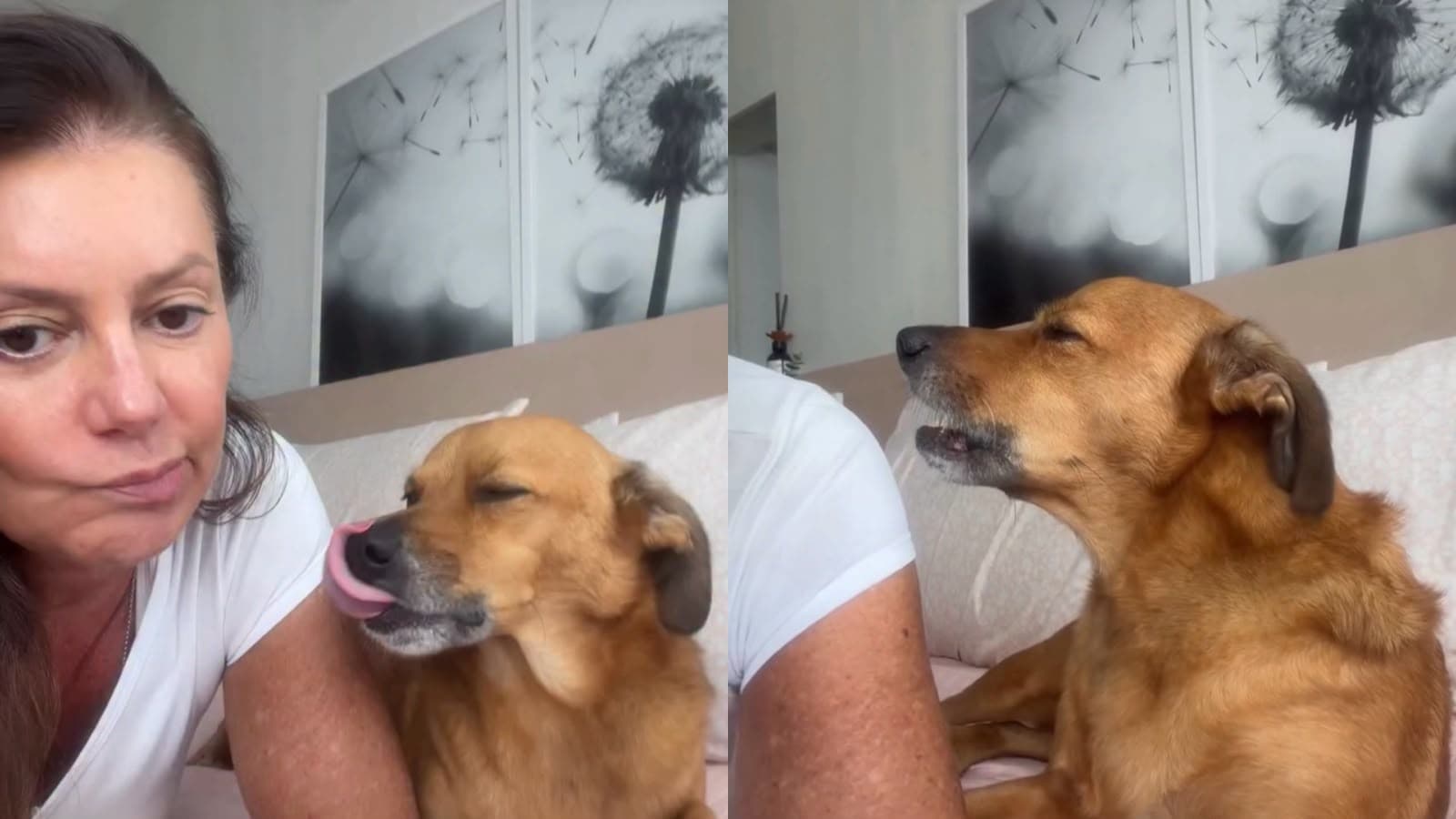 “Tava me retrucando”: cãozinho viraliza com reação a bronca feita pela tutora em Balneário Camboriú