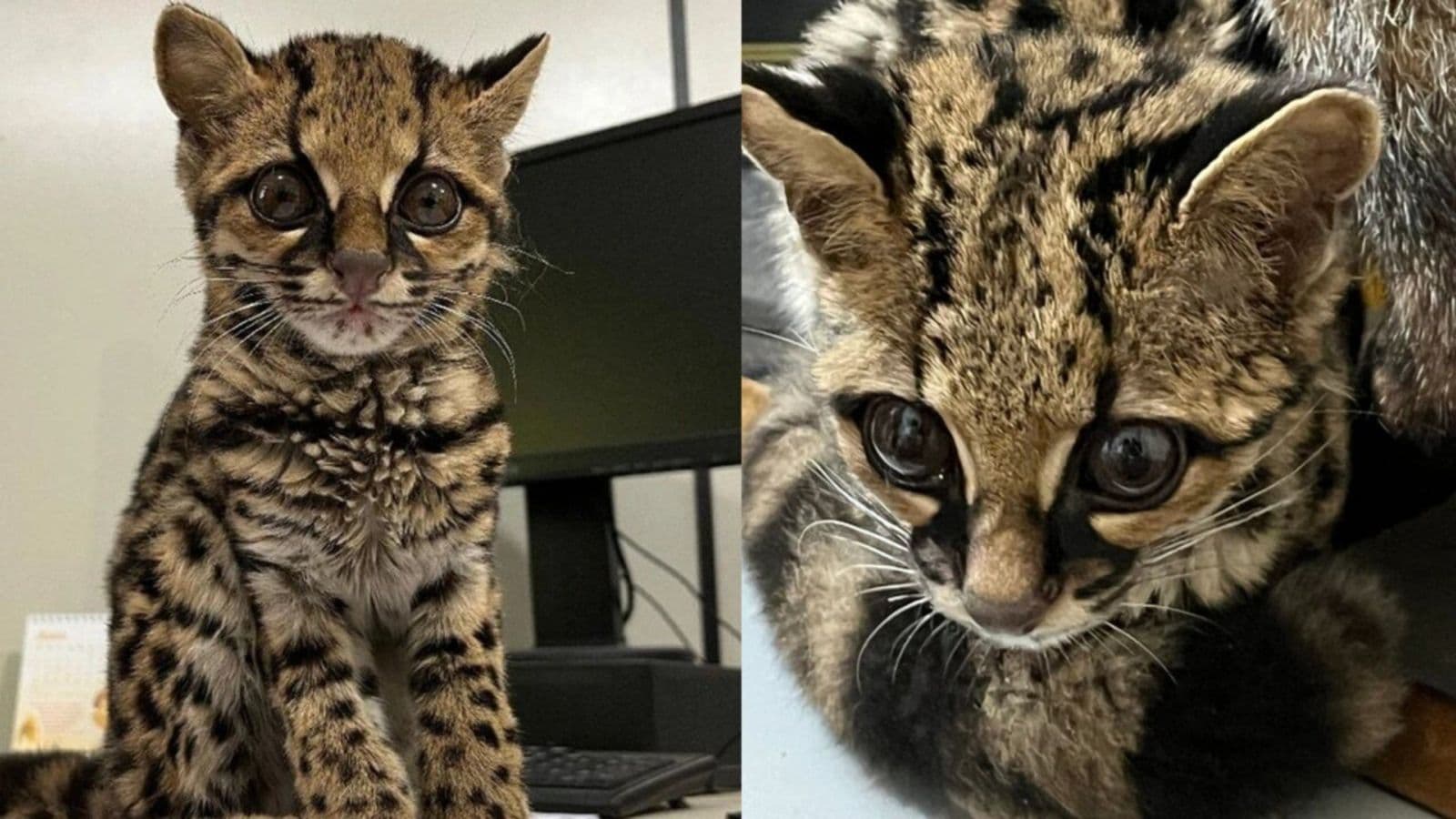O que você faria ao se deparar com esse “gato manhoso”?: filhote de espécie rara foi resgatado em SC