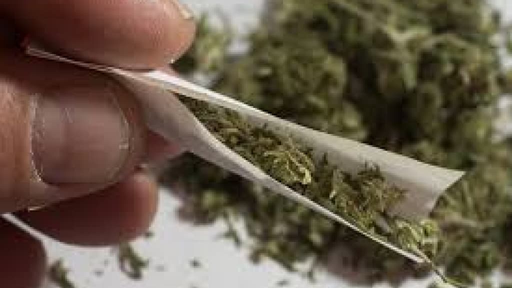 STF aceita pedido de advogados de Balneário Camboriú e solta preso com 334g de maconha
