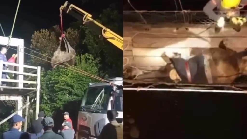 Adolescente deixa cavalo pendurado por várias horas após tentar passar em ponte pênsil