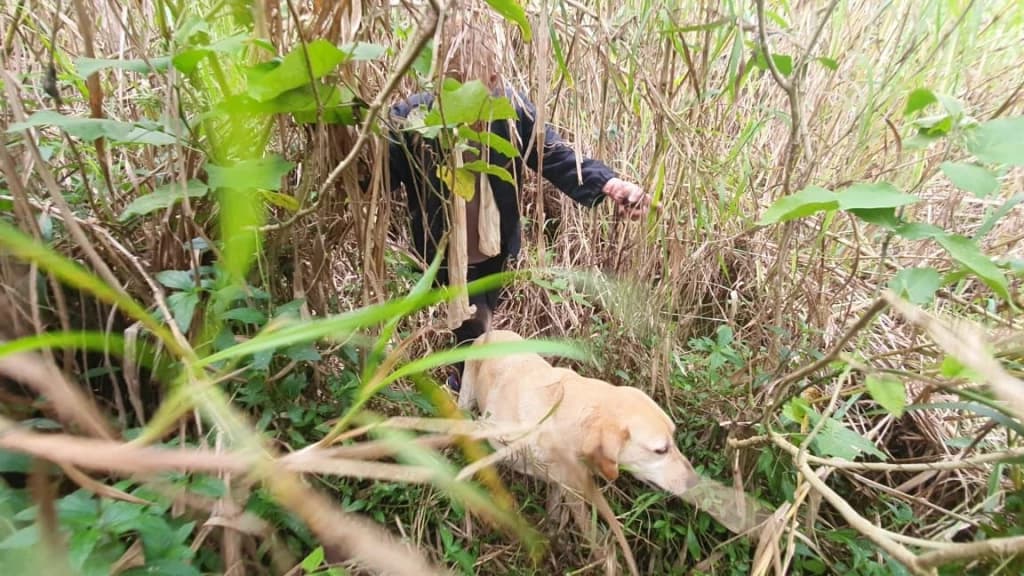 VÍDEO: Cão farejador encontra idosa de 73 anos desaparecida em SC