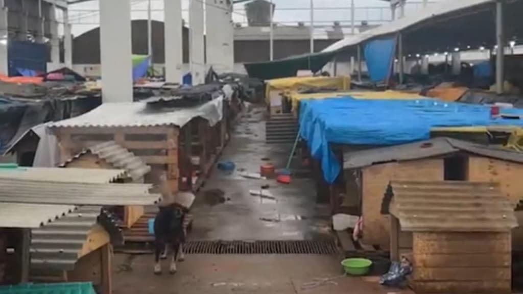 Voluntária encontra 3 mil cães abandonados em “abrigo” no Rio Grande do Sul