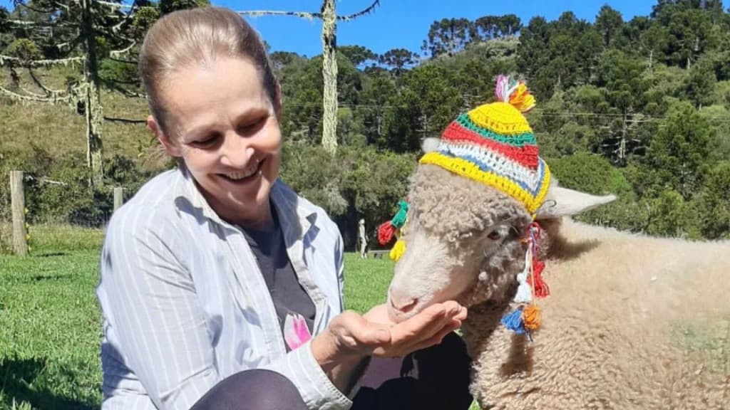 Ovelhas adotadas ganham toucas de crochê para se proteger do frio