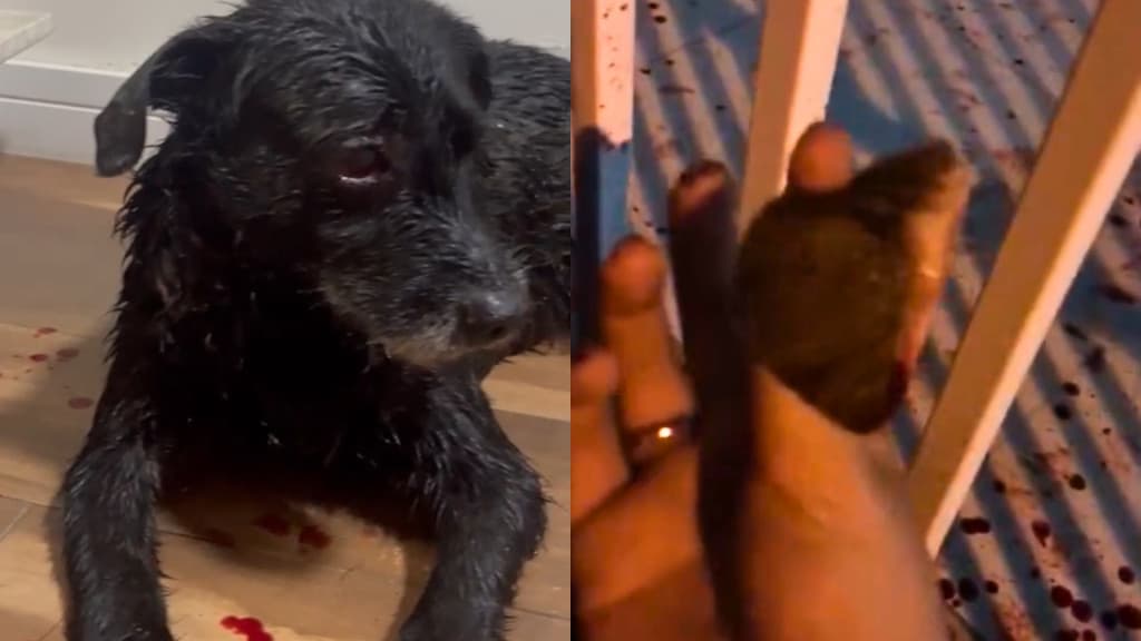 Pitbulls invadem casa, arrancam orelha de cachorro e atacam idoso, em Tijucas