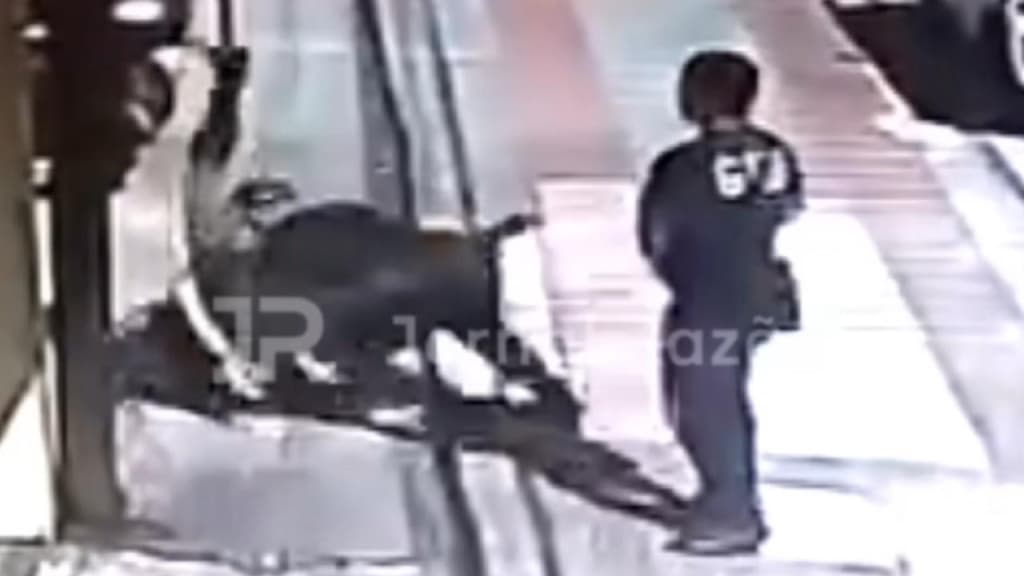 “Botou pra dormir”: criminoso foragido leva a pior ao tentar reagir à abordagem em Florianópolis