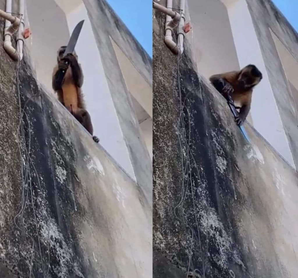 Macaco é visto amolando faca