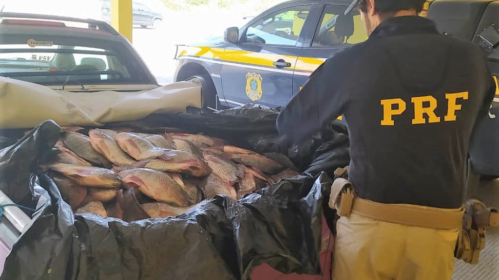 Montana carregada com 600 quilos de Tilápia é apreendida na BR-101