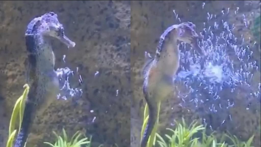 Cavalos-marinhos nascem no Oceanic Aquarium, em Balneário Camboriú