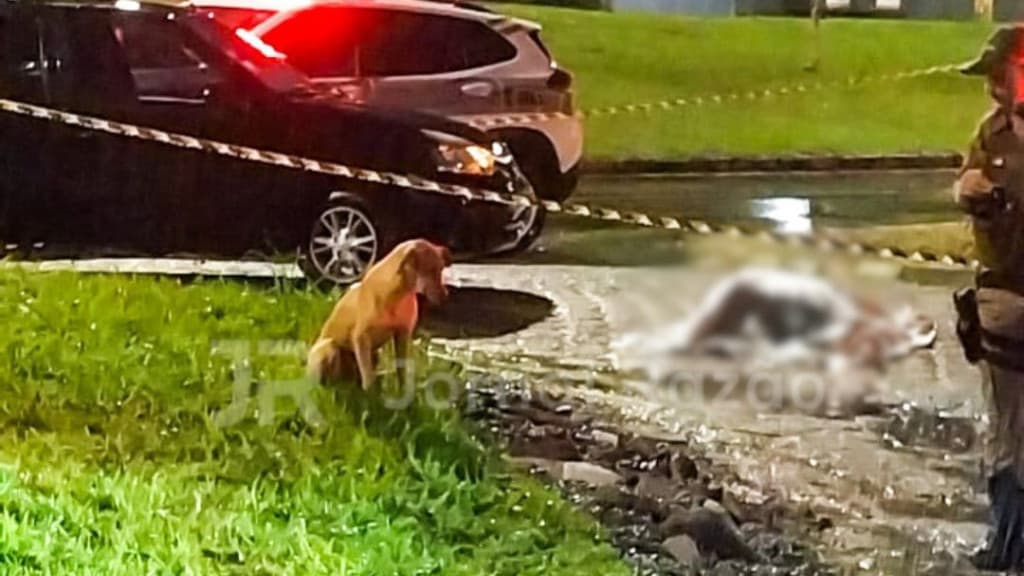 “Caramelo” é visto na chuva ao lado do corpo do dono atropelado
