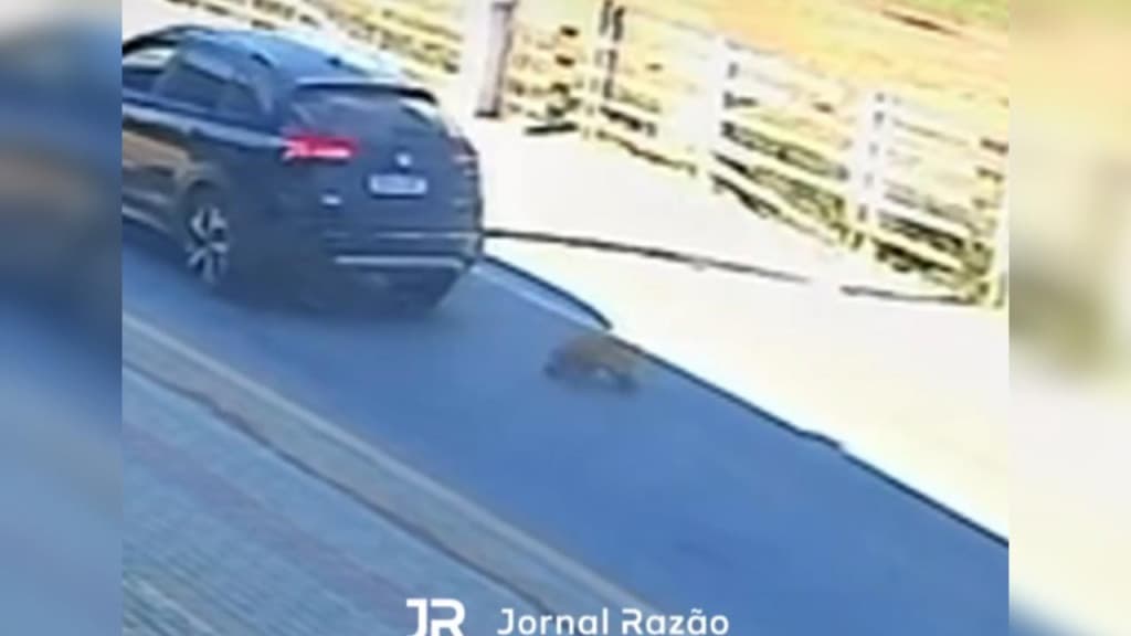 Mistério em Tijucas: cachorro “surge do nada” e morre atropelado