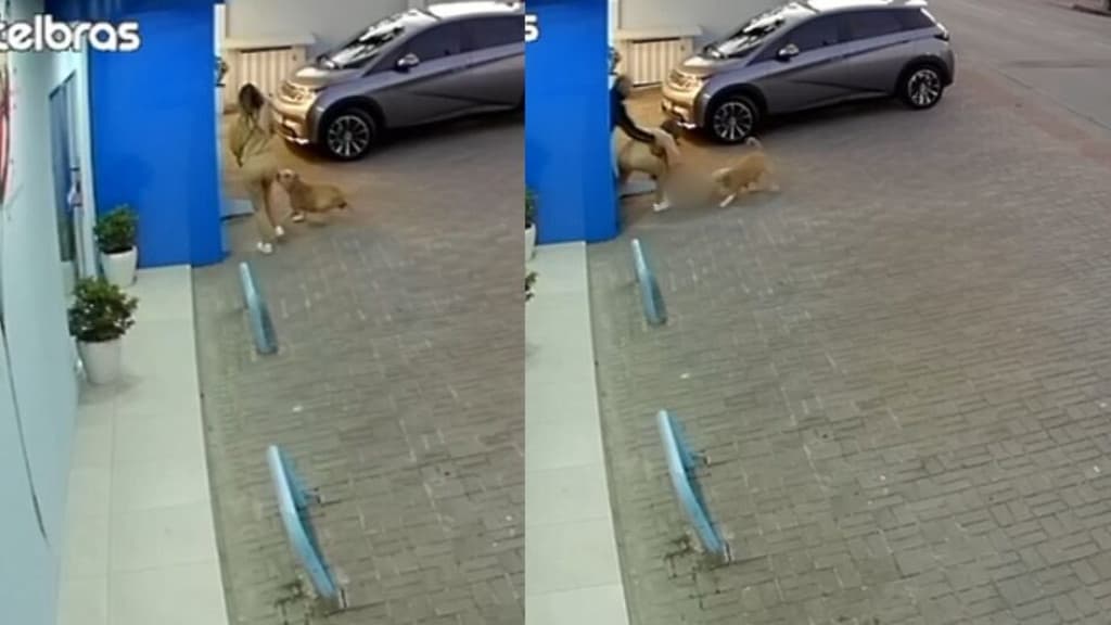 Pit bull pula no colo de mulher e “sequestra” cachorrinha: “agarrou com a boca”
