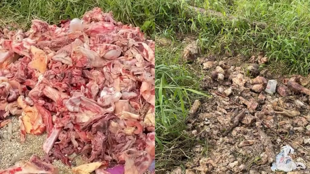 Cemitério a céu aberto: Ossadas e restos de animais são jogados em terreno de Itapema